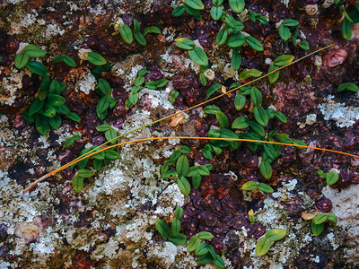 双亚丁烷Bulbophyllumayuthaye图片