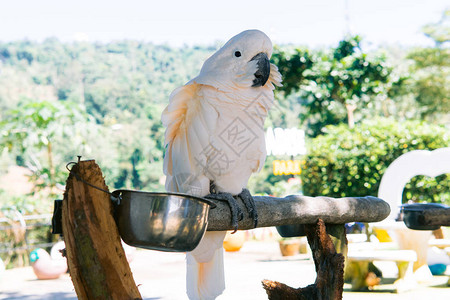 大热带鹦鹉坐在一个分支上属泰国和亚图片