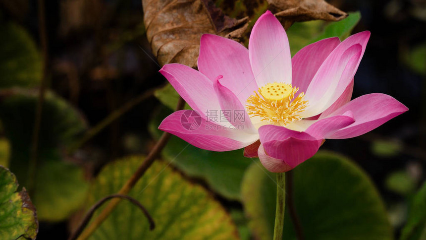 湖边的粉色莲花粉色莲图片