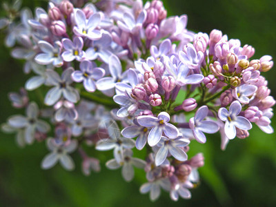 美丽的银花在春天盛开紫花在图片