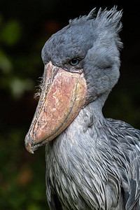 ShoebillBalaenicepsre高清图片