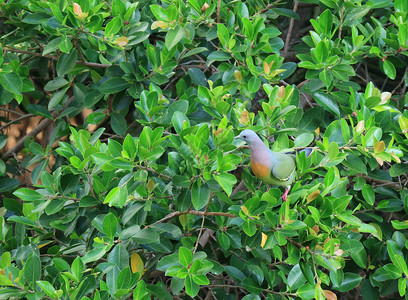 一只美丽的野生厚嘴绿鸽在泰国曼谷郊区的一棵大图片