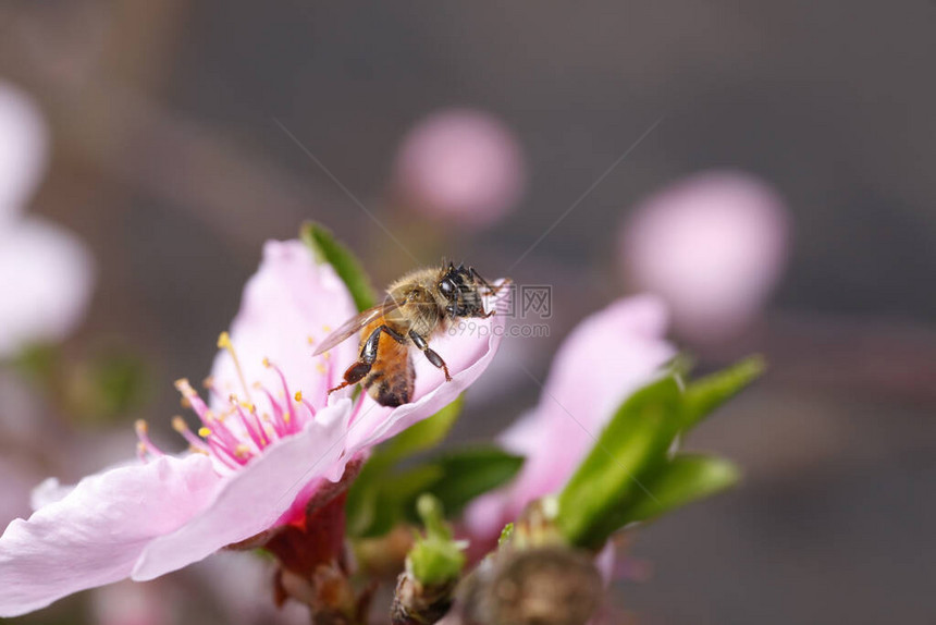 蜜蜂在桃花上采蜜图片