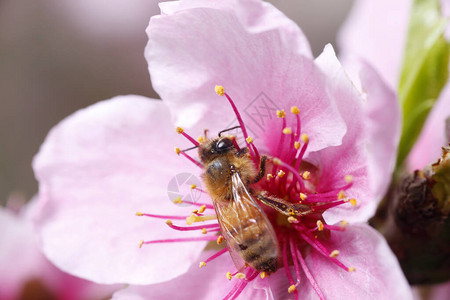 蜜蜂在桃花上采蜜图片