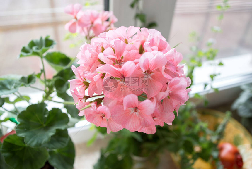 窗台上的淡粉色天竺葵花图片