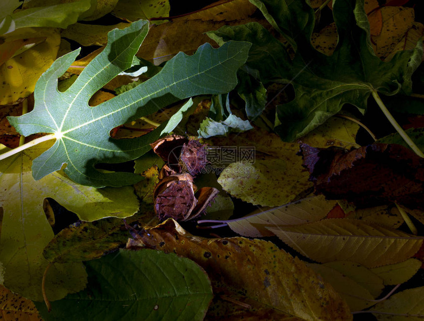 秋叶和栗子皮的绿无花果叶图片