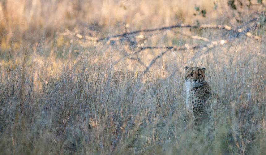 博茨瓦纳奥卡万戈德尔塔的CheetahCinonixJubatussoemmer图片