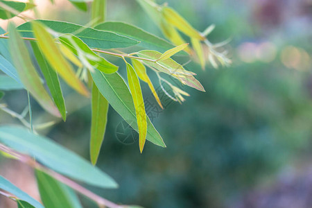 Eucalyptus树叶图片