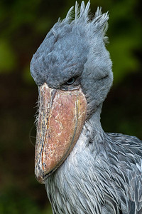 ShoebillBalaenicepsre高清图片