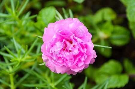 在自然花园中关闭粉红色的薄荷花朵Portulacaole图片