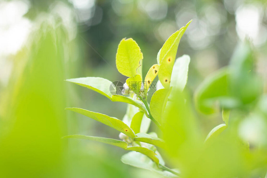 植物上新鲜的Kaf图片