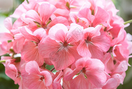 室内植物天竺葵浅粉色花朵图片