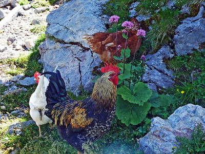 列支敦士登阿尔卑斯山区国内高山农场的公鸡和图片