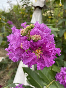 自然花园中的紫薇花图片