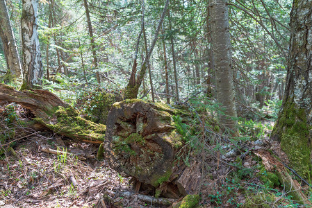 旧的腐烂的堕落的树木在森图片