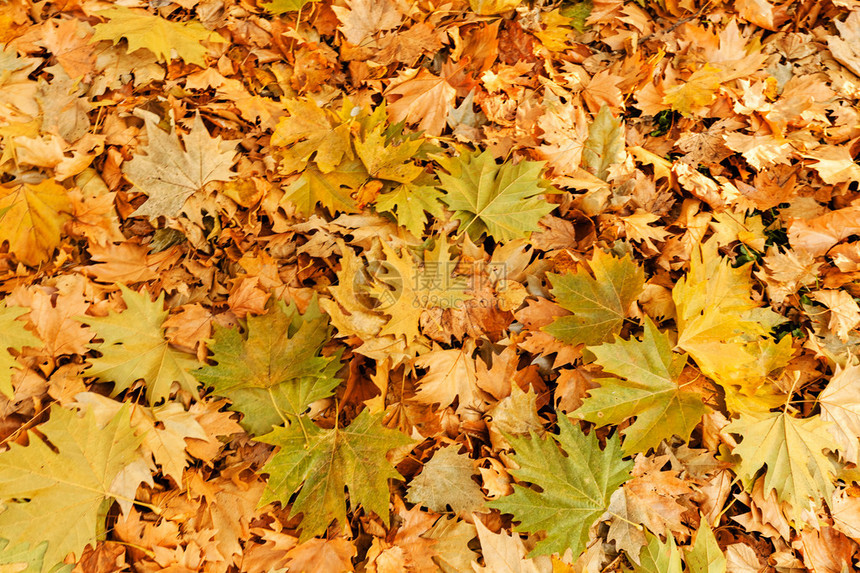 秋天在草地上落下干枯的叶子注图片