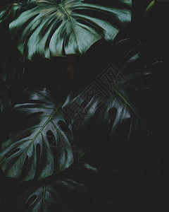 深色背景上的龟背竹叶纹理背景图片