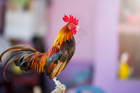 这是我国为打架而饲养的鸡红冠泰国斗鸡背景