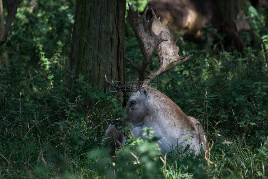 小鹿肖像躺在树林里一棵树下的树荫下图片
