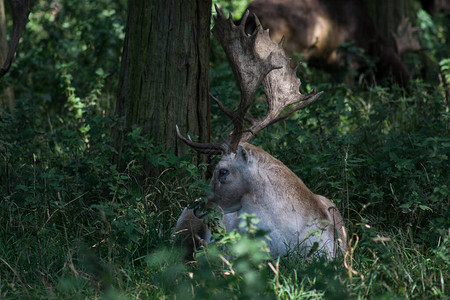 小鹿肖像躺在树林里一棵树下的树荫下图片