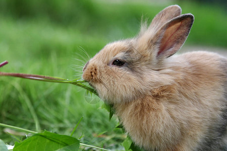 饥饿的棕色兔子吃草叶图片