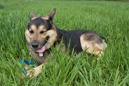 一只狗躺在草坪上图片