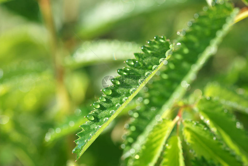 带水滴的绿色药草叶关闭图片