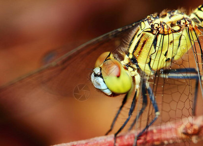 蜻蜓在大自然中的宏观图片背景图片