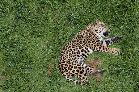 Jaguar美洲豹图片