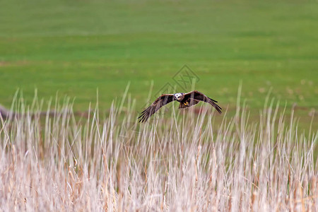 野兽的鸟类自然背景鸟西沼图片