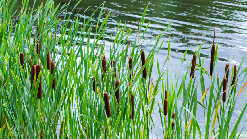 湖中香蒲成熟的棕色图片