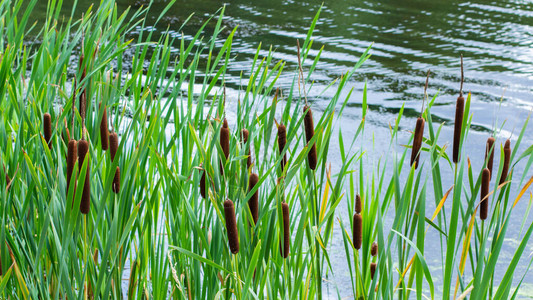 湖中香蒲成熟的棕色背景图片