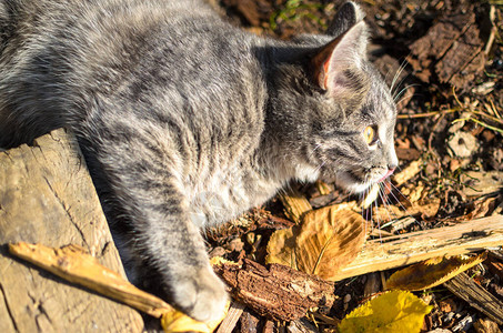 干草丛中的虎斑小猫秋天的照片图片