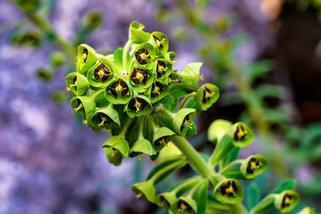 西班牙安达卢西亚ElTorcaldeAntequera独特的绿色植物背景图片
