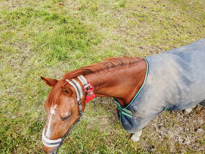 马在绿色牧场上的俯视图图片