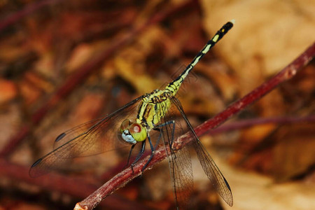 蜻蜓在大自然中的宏观图片图片