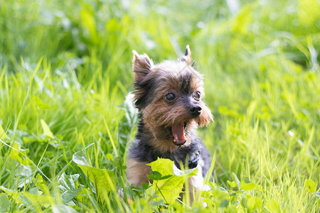 可爱的YokshireTerrier小狗在阳光明媚的图片