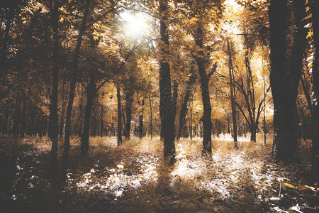 复古美丽的秋天森林图片