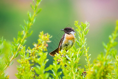 可爱的小鸟Stonechat绿色自然背景鸟高清图片