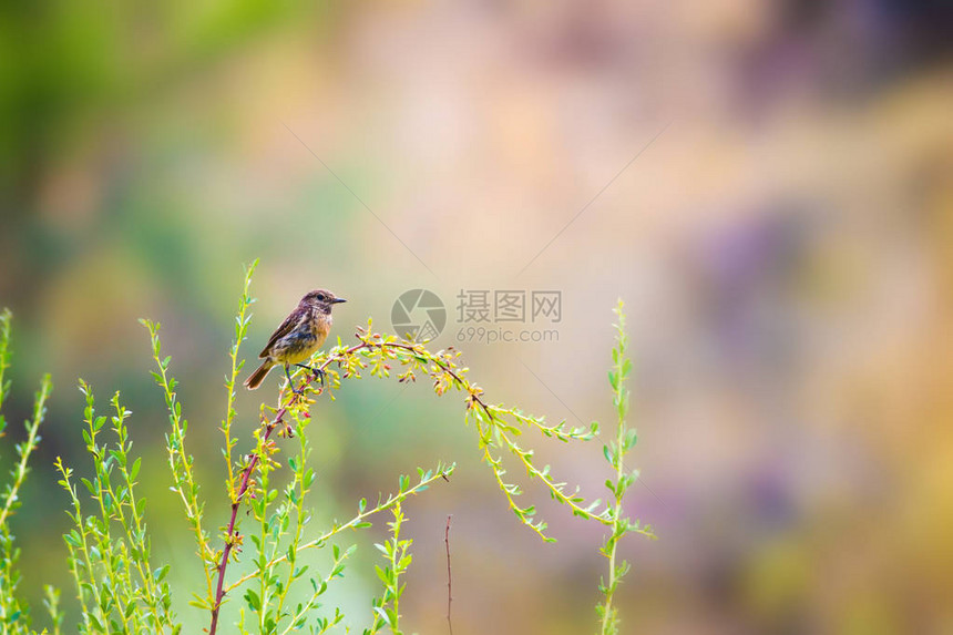 可爱的小鸟Stonechat绿色自然背景鸟图片