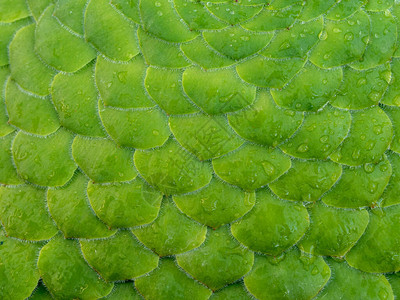 多肉植物油条绿叶重叠形成的图案与水滴的特写背景图片