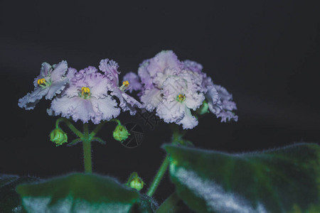 紫罗兰色室内植物的特写照片有花朵和绿叶背景图片