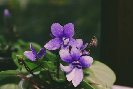 紫罗花和绿色叶子的紫色图片