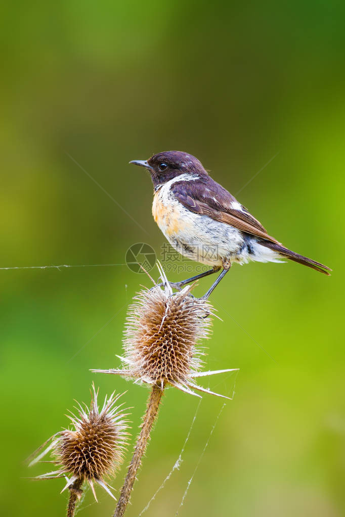可爱的小鸟Stonechat绿色自然背景鸟图片