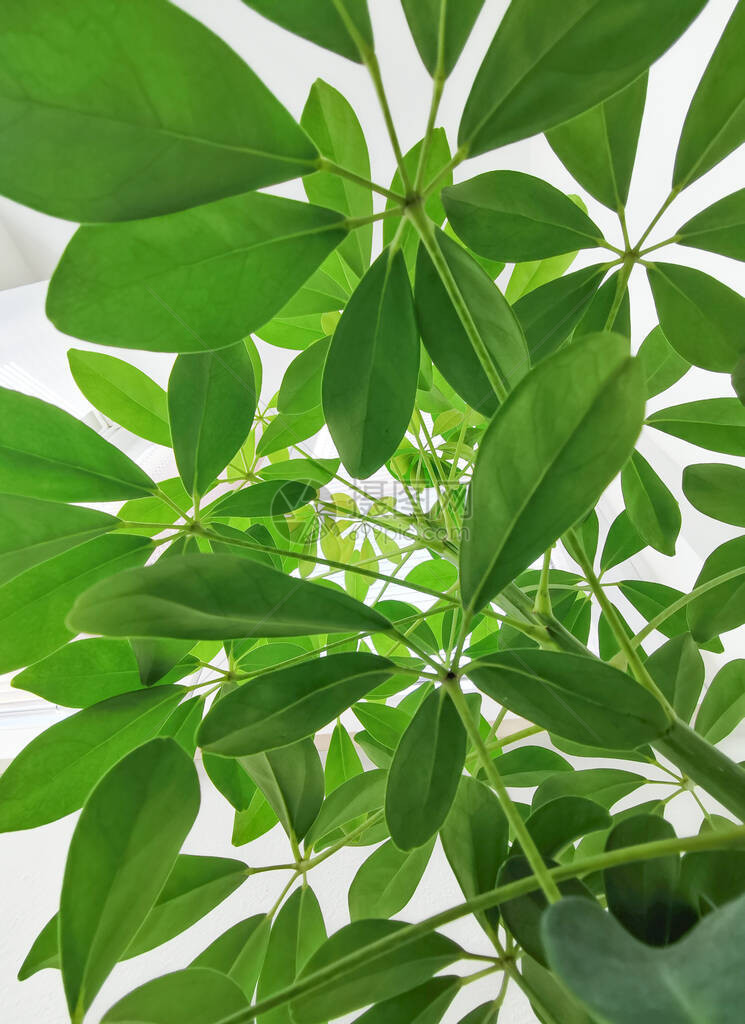 伞下植物观点图片