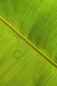 一棵有静脉的植物的大绿叶图片