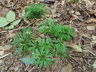 森林地面上的绿色植物有棕色落叶背景图片