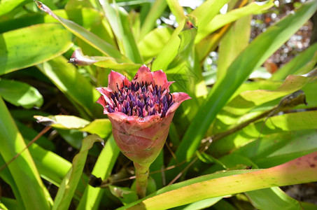 有绿色叶子和紫色和粉红色花朵和花瓣的植物图片