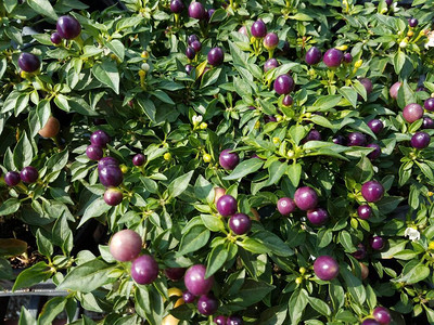 绿叶植物上的紫辣椒图片