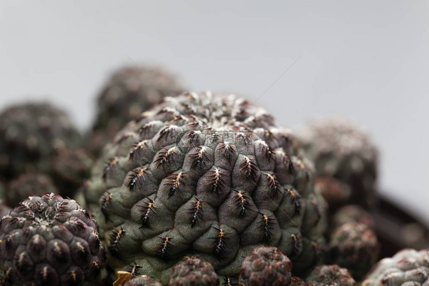 来自玻利维亚的cactusRebutiacanigueral图片